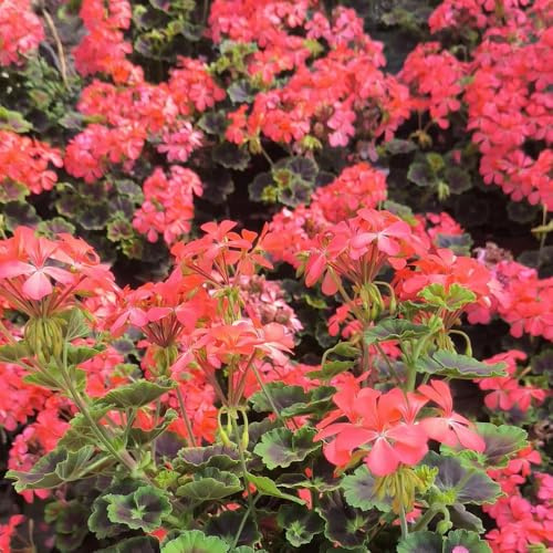 semi di geranio pendenti per luoghi soleggiati geranio decorativi resistenti balcone resistenti per il giardino semi di aiuola rialzata da balcone, 60pcs