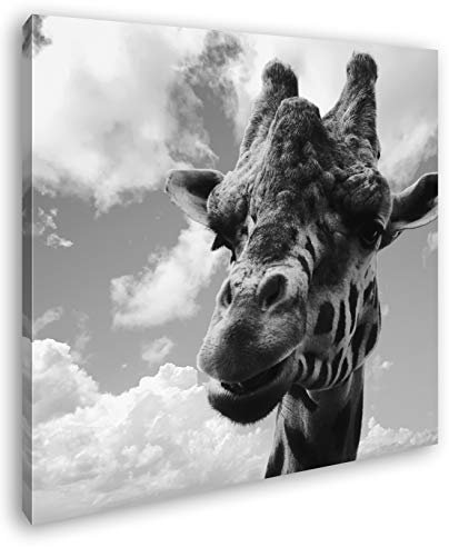 deyoli Fotogene Giraffe Format: 70x70 Effekt: Schwarz&Weiß als Leinwandbild, Motiv auf Echtholzrahmen, Hochwertiger Digitaldruck mit Rahmen, Kein Poster oder Plakat