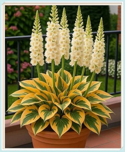 Ideal para Jardines de España-Resistente al Frío, Rizoma de Hosta -Rizoma de Hosta -2 Rizoma-B