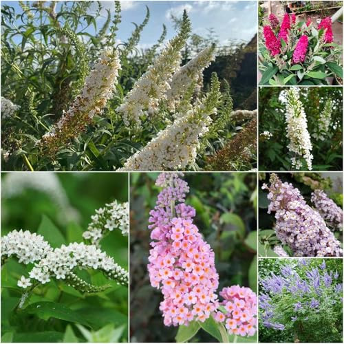 schmetterlingsflieder winterhart - wildblumensamen mehrjährig winterhart blumendeko schmetterlingsflieder kräutergarten garten winterfeste für garten 800samen