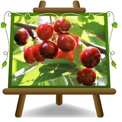 EURO PLANTS VIVAI Ciliegio Dolce Ravenna Tardiva Età: 4 anni