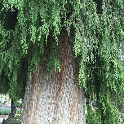Semi cinese Weeping Cipresso (Cupressus funebri) 20 + Semi