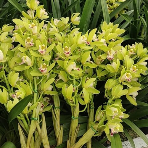 semillas de orquideas - jardin raras de semillas interior jardin exóticas 350pcs
