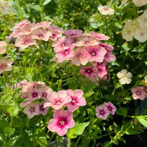 phlox bodendecker - mehrjährig winterharte garten 1000samen