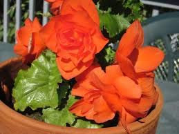 6 x Hardy Begonia grandiflora Orange (Corms to Plant Yourself) Free UK Postage