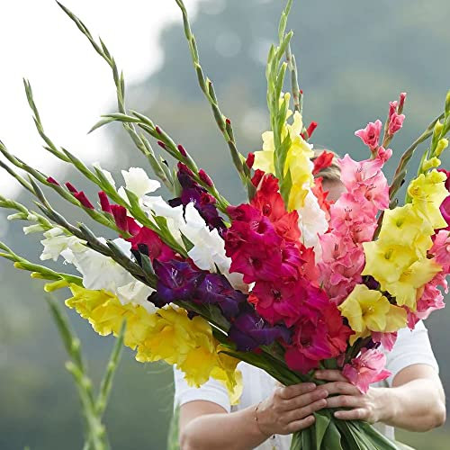 50 x Gladiolus Large Flowering Mixed – Colorful Long-Lasting Cut-Flowers – Perennial – Summer Flowering Bulbs – for Your Beautiful Garden