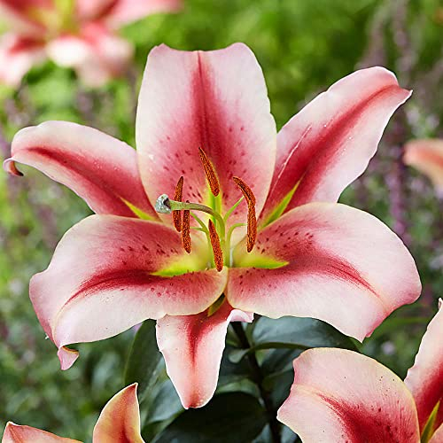 Set Lilienzwiebeln Baumlilie Riesenlilie Lilium Olympic Torch 10 x Zwiebeln