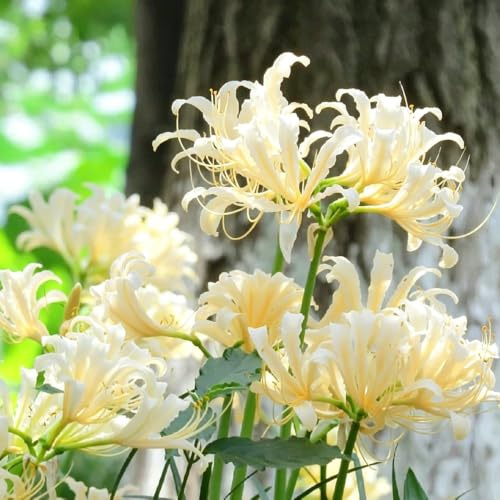 Lirio araña - Lycoris radiata balcón resistentes jardín balcón 5bulbos