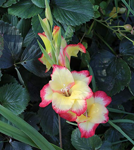 Zwerg Gladiolen Las Vegas Blumenzwiebeln (10 Blumenzwiebeln)