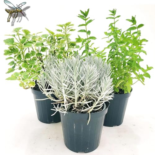 POWERS TO FLOWERS - TRIS PIANTE ANTIFORMICHE: INCENSO, MENTA e LAVANDA. Vaso 14cm diametro, Piante da balcone, piante vere