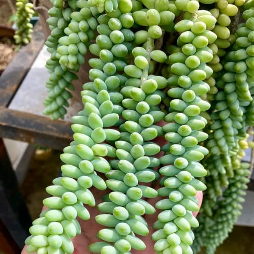 semi succulenti resistenti, succulente, balcone decorative da esterno del soggiorno rare 10pcs