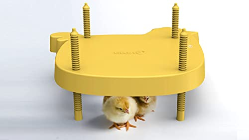 Plaque d'incubation pour Jeunes Poussins de la mère Poule