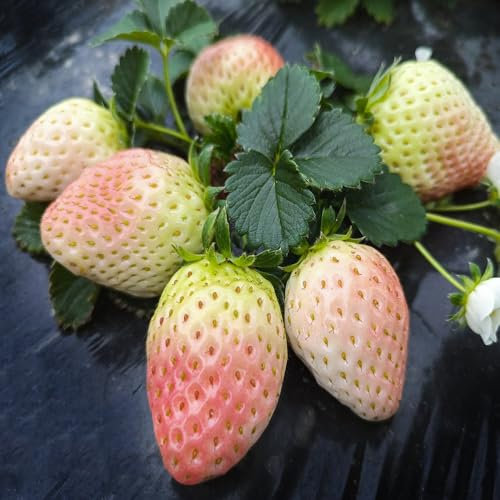 erdbeeren samen erdbeeren pflanzen samen rankpflanzen winterhart wanddeko pflanzen exotische früchte pflanztöpfe gartenpflanzen obst balkonpflanzen winterhart obstbaum garten 200pcs