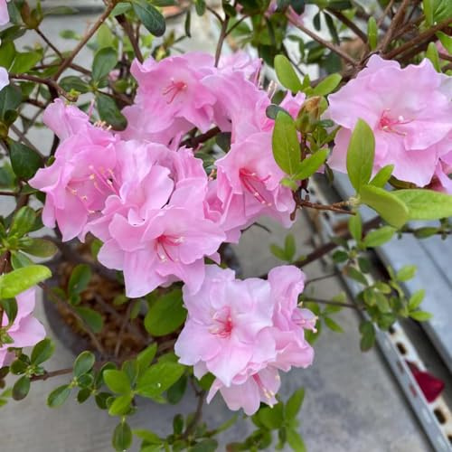 semi di rododendro - resistenti da balcone, azalea resistente decorativi tappezzanti da giardino, biologici 25pcs