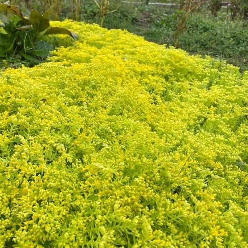 semillas de sedum, jardín de balcón decoración rocas 200pcs