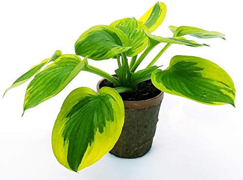 POWERS TO FLOWERS - HOSTA WHIRlWIND IN VASO CERAMICA VERDE RUSTICO, pianta vera