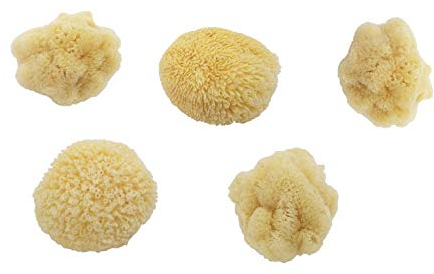 ARISTOS Natur Aquarellschwämme Set ca. 5-6 cm – kompakte kleine Naturschwämme zum Malen, Basteln und Kunst Aller Art – feinporig, vegan und kunststofffrei verpackt