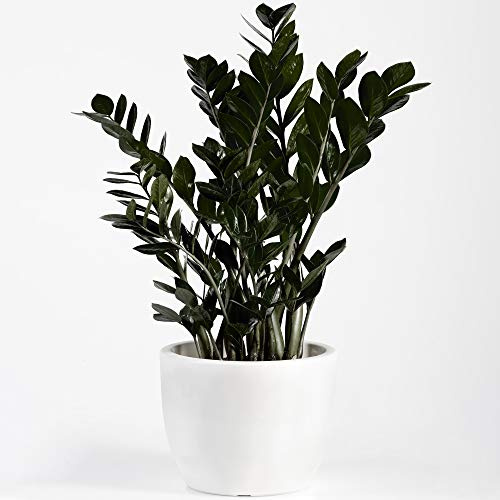 Zamioculcas Raven| Somptueuse Plante d'intérieur ZZ Noire pour la Maison ou le Bureau | 30-40 cm