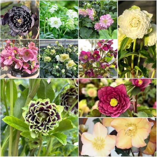 christrosen winterhart - balkon garten winterharte kübelpflanzen balkonpflanzen stauden winterhart mehrjährig pflanzenkübel 200samen
