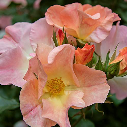 Tramonto Estivo®, rosa viva rifiorente di Rose Barni®, rosa in vaso di effetto massivo, con ricca fioritura a fiore semplice di colore giallo sfumato arancio, cod. 72105