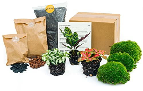 Paquet de terrarium pour plantes Lancifolia - Refill & Starter package Kit de recharge de terrarium DIY