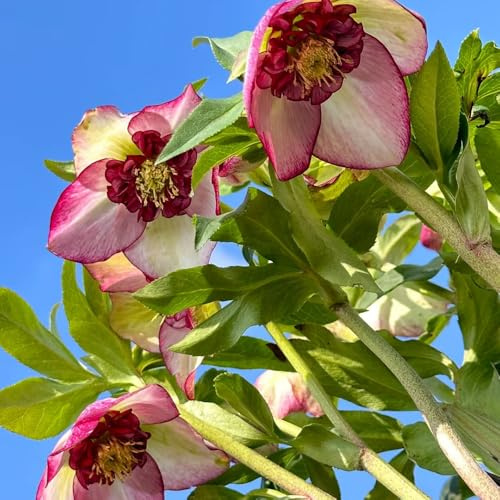 christrosen winterhart - blumensamen bodendecker alte sorten exotische zimmerpflanzen stauden mehrjährig 100samen