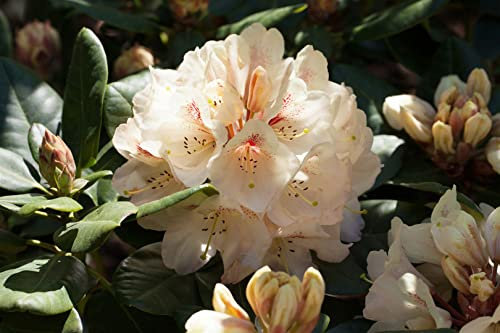 Rhododendron Hybride Goldbukett 70-80 cm winterhart immergrün