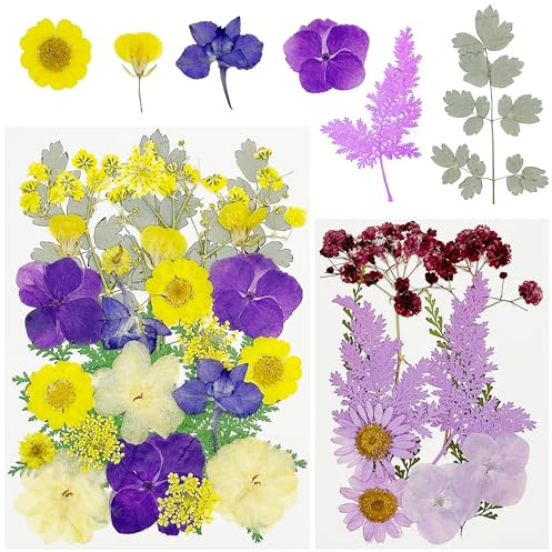 Cayway 40 PCS Bricolage Fleurs Séchées Ensemble Feuilles Naturelles Pressées à Sec, Violet Fleurs Pressées Séchées Fleurs Sechees Naturelles pour L'artisanat D'art de Bricolage