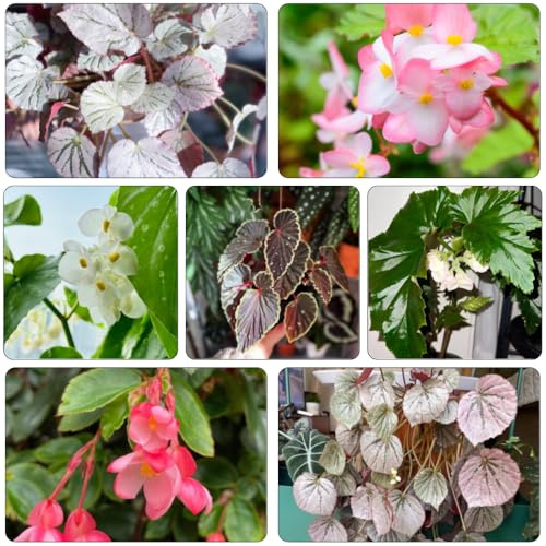 begonie semi di semi di selvatico bonsái interni estate giardino interni serrature balcone primavera 800pcs