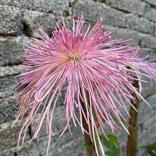 semi di crisantemo Perenni resistenti esotico semi di decorazioni da giardino per esterni da balcone per luoghi soleggiati gli amanti del giardino serre balcone 130pcs