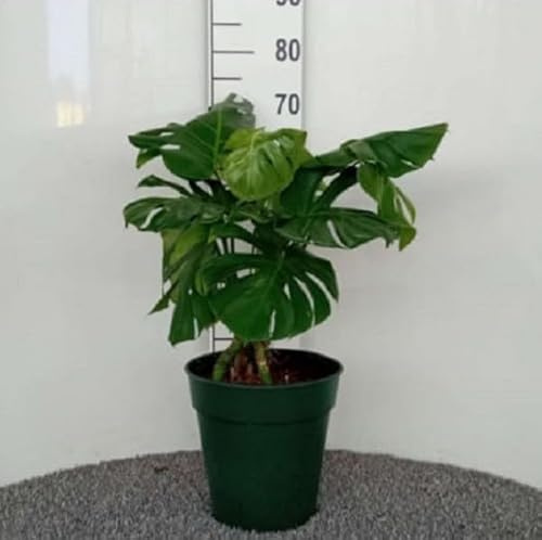 Pianta Monstera Deliciosa