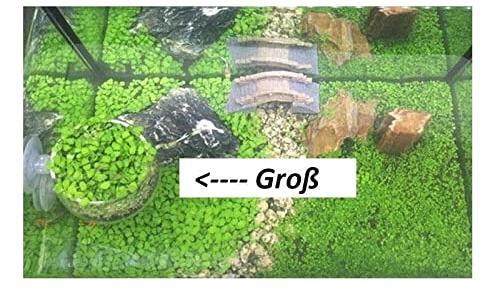 Stk - 30x Glossostigma elatinoides groß Sorte Zungenblatt Aquarium Pflanzen-Samen A113 - Seeds & Plants Shop by Ipsa