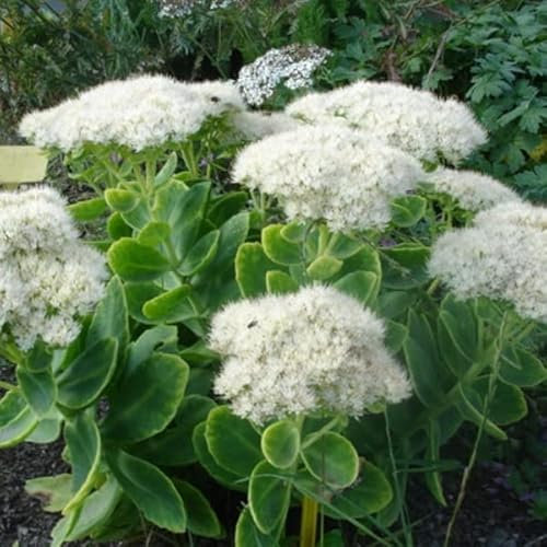 12 unidades o 1 m² Orpin 'Iceberg' - Sedum Spectabile 'Iceberg' Maceta 9x9 cm