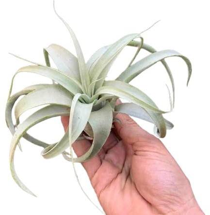 Tillandsia Xerographica PREMIUM Planta del Aire Natural
