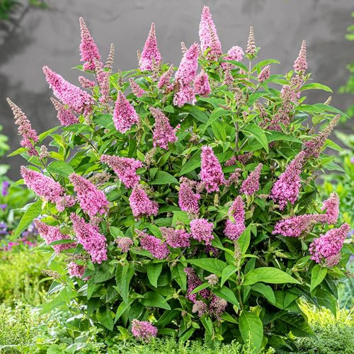 Buddleia Candy Little Pink - Butterfly Bush Plant - Hardy Garden Outdoor Shrubs - Ready-to-Plant Scented Buddleia - Perfect for Pollinators - Garden Ready (9cm Pot, 15-25cm)