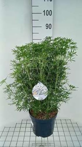 Choisya tern. 'White Dazzler'® - Oranger Du Mexique 60- + cm en pot