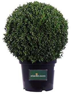 Pianta di Buxus Sempervirens Arborescens Sfera o Bosso Sempreverde Palla pianta da esterno pianta da siepe pianta ornamentale pianta per arte topiaria pianta vera venduta da eGarden.store (Vaso 35 cm)
