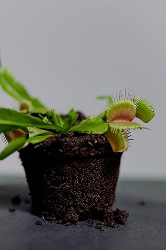 SMB SEEDS Venusfliegenfalle: Zeuge der botanischen Magie in jedem Blatt - SMB