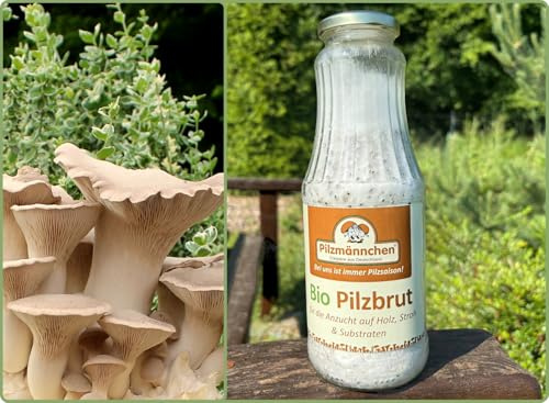 Bio Kräuterseitling Körnerbrut - Pilze selber züchten