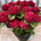 Rizomas Hortensia/Hortensia para plantar/Bulbos hortensia/Una exhibición floral vibrante/Atractivas flores de jardín/Floración duradera-4 Bulbos-A
