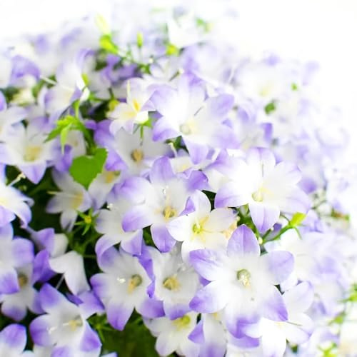 Semi di campanula-Campanula media,lungo periodo di per un vaso per,decorazione per davanzale da balcone 350pcs