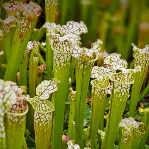 Semillas de Sarracenia purpurea - decoración de la sala de estar resistentes de balcón resistentes semillas de carnívoras Las de hoja perenne son 350pcs