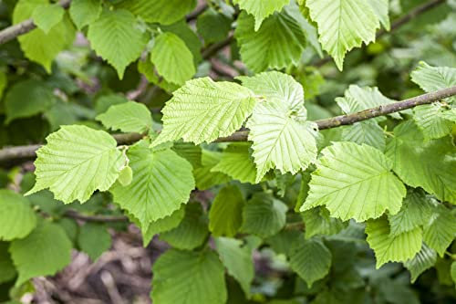 Corylus avellana 125–150 cm – Winterhart, Mehrjährig, Pflegeleicht – Haselnussstrauch – Heckenpflanze für Garten & Sichtschutz