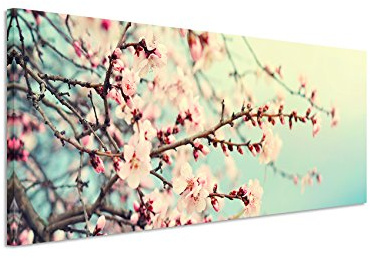Paul Sinus Art Panoramabild 150x50cm Naturfotografie – Rosa Kirschblüten auf Leinwand exklusives Wandbild moderne Fotografie für ihre Wand in vielen Größen