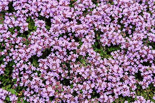 Organic Purple Creeping Thyme Herb Vegetable Seeds Thymus Serpyllum Approx. 1750 Seeds - Easy to Grow