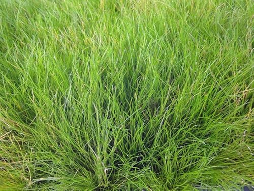 3x Nadelsimse | Eleocharis acicularis | im 9er Teichtopf | Wasserpflanze | Teichpflanze | Mini Teich geeignet | Klärpflanze | Sauerstoffpflanze | winterhart