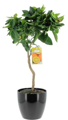 KENTIS - Citrus Sinensis - Süßorangenbaum - Obstbaum für Garten und Balkon - H 70-80 cm Topf Ø 20 cm