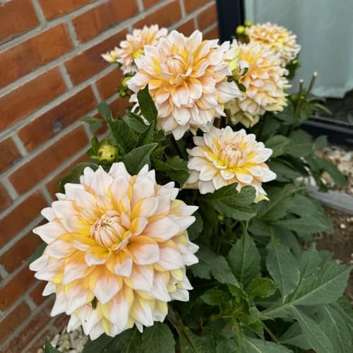 tuberi di dalia in vaso facile coltivare giardino balcone sostenibili 9pcs
