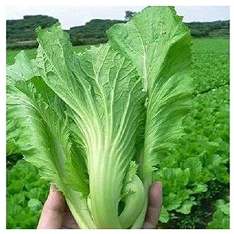 Chinese Asian Vegetable Seeds BAU-Sin Chinese Mustard Vegetable Seeds 5000 Seeds 10g Heading GAI Choy GAI Choi Original Color Package 原装彩包 包心芥菜 盖菜