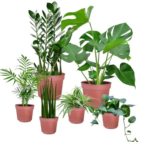 6er Zimmerpflanzen Set – Bergpalme, Efeutute, Monstera, Bogenhanf, Glücksfeder – pflegeleicht und frisch aus der Gärtnerei – Höhe 20–70 cm, Töpfe 10,5–17 cm – für Wohnung & Büro – Green Me Up